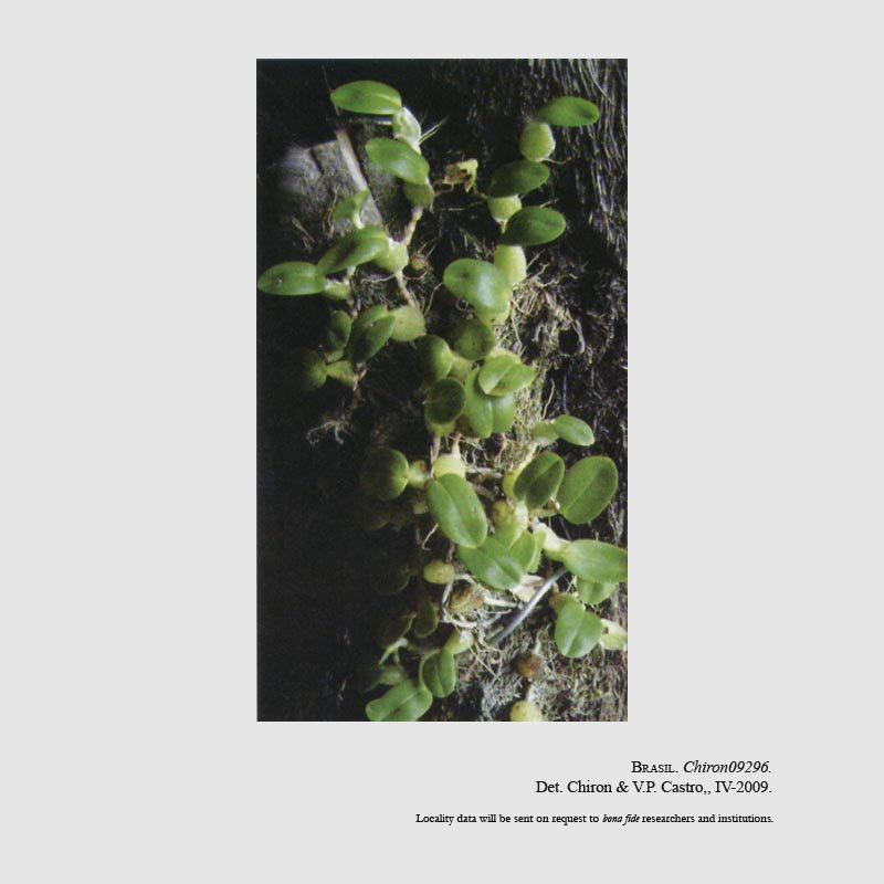 Bulbophyllum uhl-gabrielianum